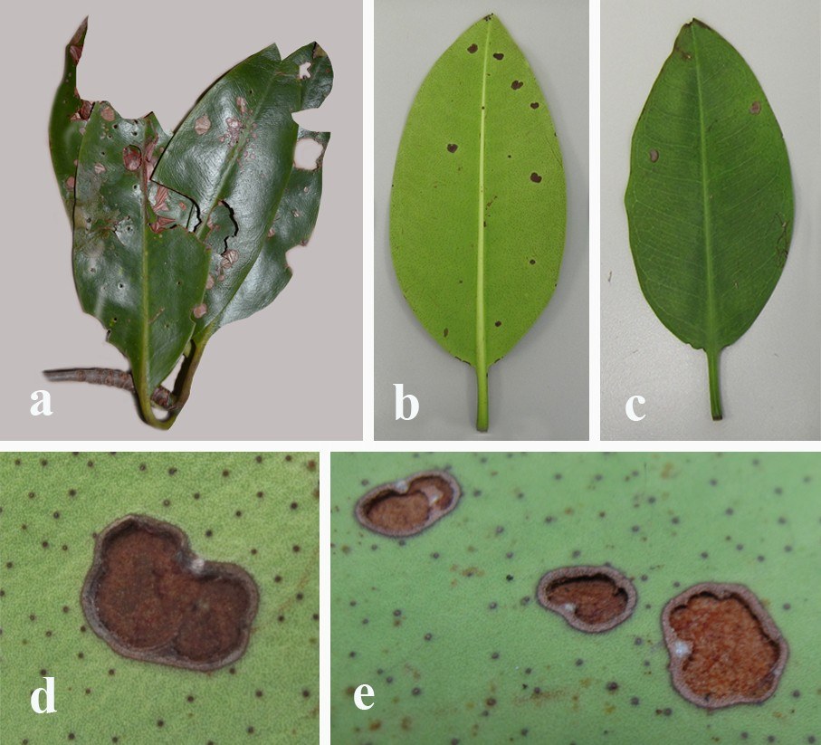 Figure 33